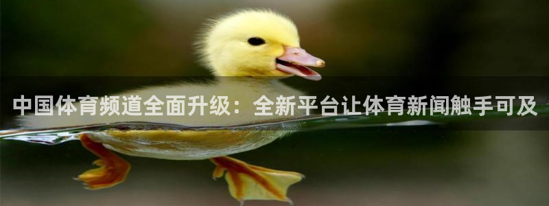中国体育频道全面升级：全新平台让体育新闻触手可及